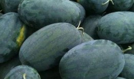 56吃瓜网 朝阳黑料,56吃瓜网深度解析“黑料”事件